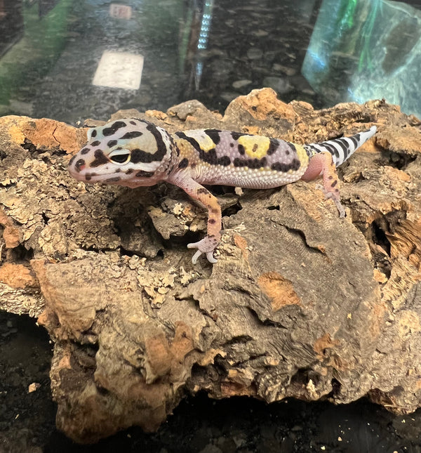 Gem Snow Leopard Gecko