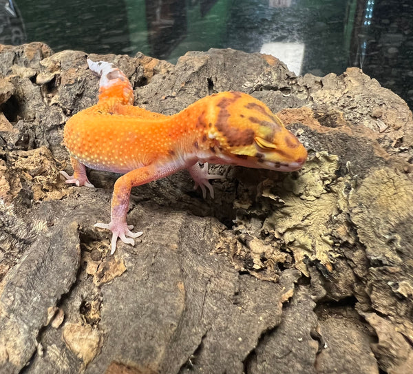 Leopard Gecko (PET ONLY)