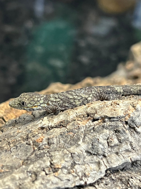 Bauer's Chameleon Gecko (Eurydactylodes agricolae)