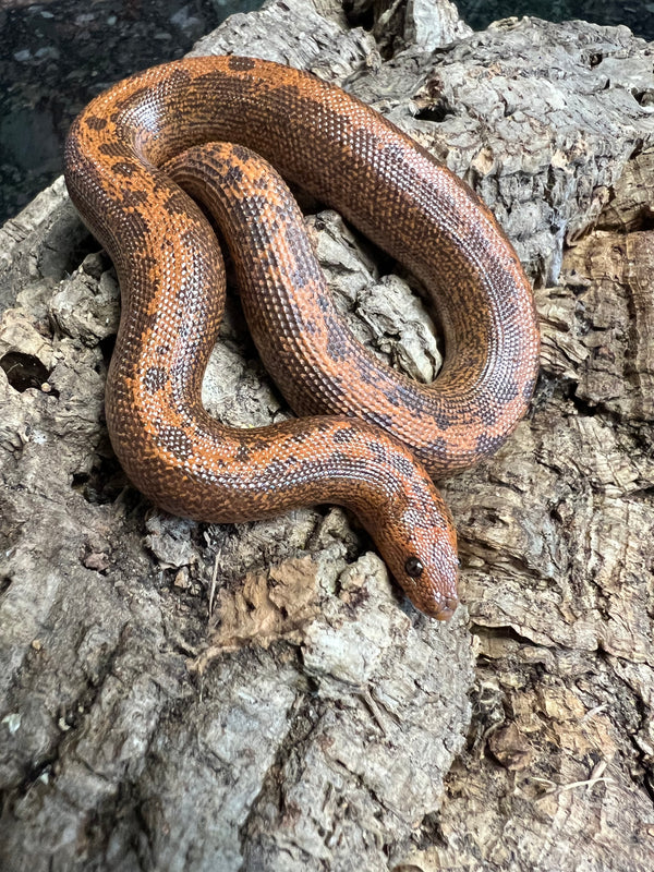 Striped Kenyan Sand Boa