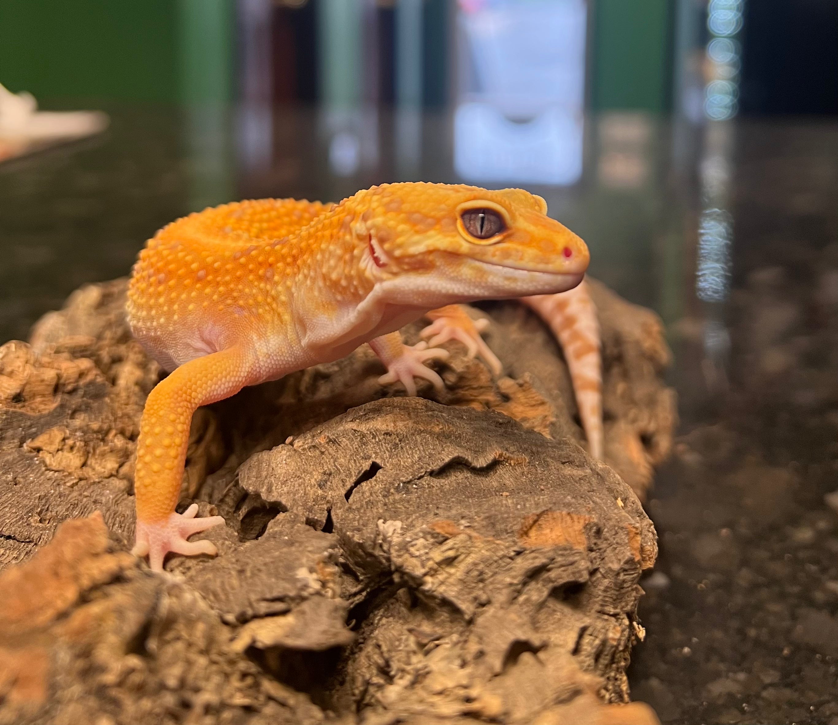 Rainwater Albino Leopard Gecko Female – Cold Blooded Kingdom