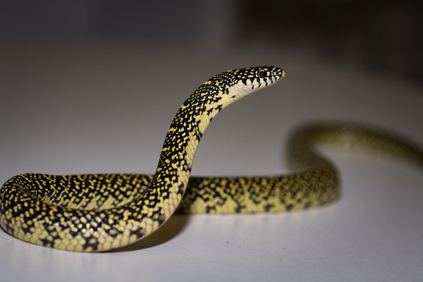 Speckled King Snake