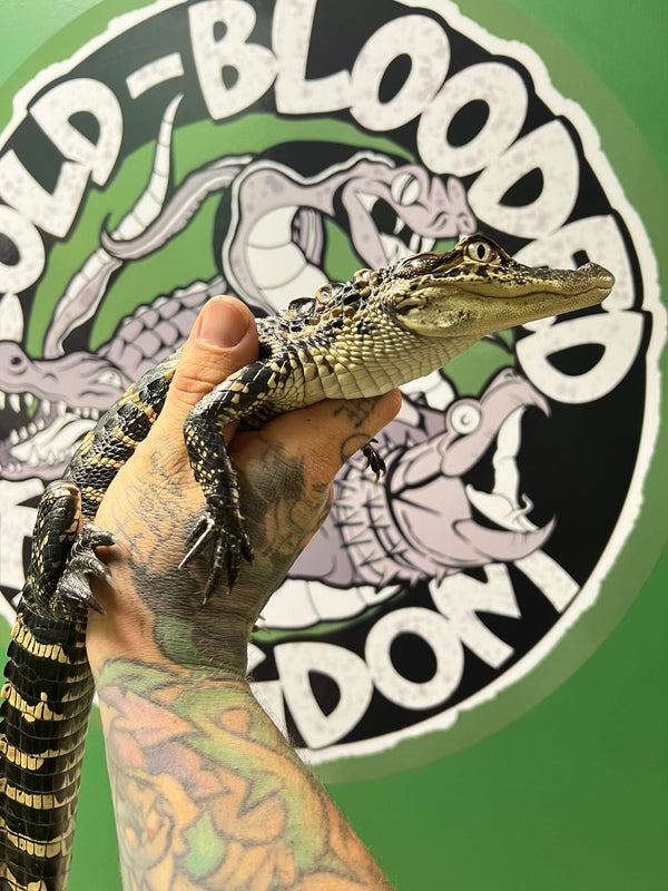 Yearling American Alligator