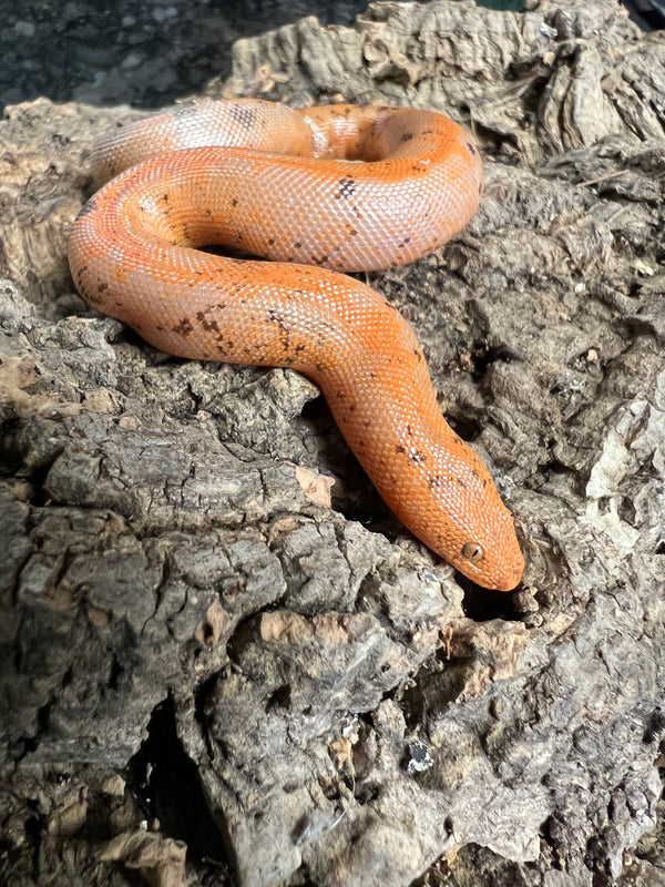 Striped Paradox Albino Kenyan Sand Boa