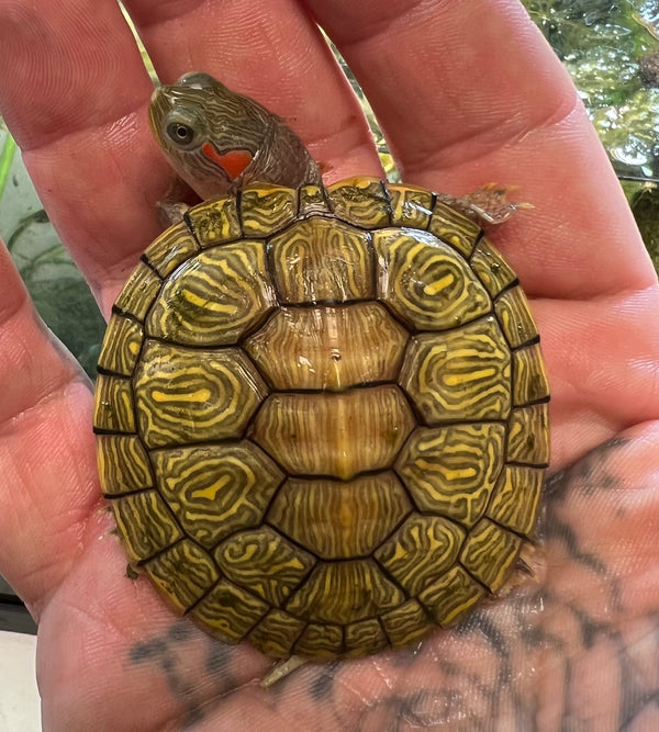 Hybino Red-Eared Slider