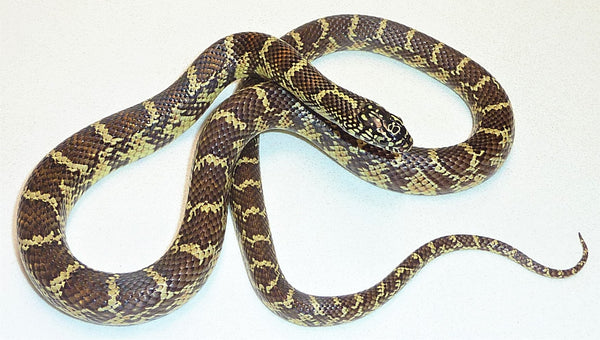 Female Florida Kingsnake