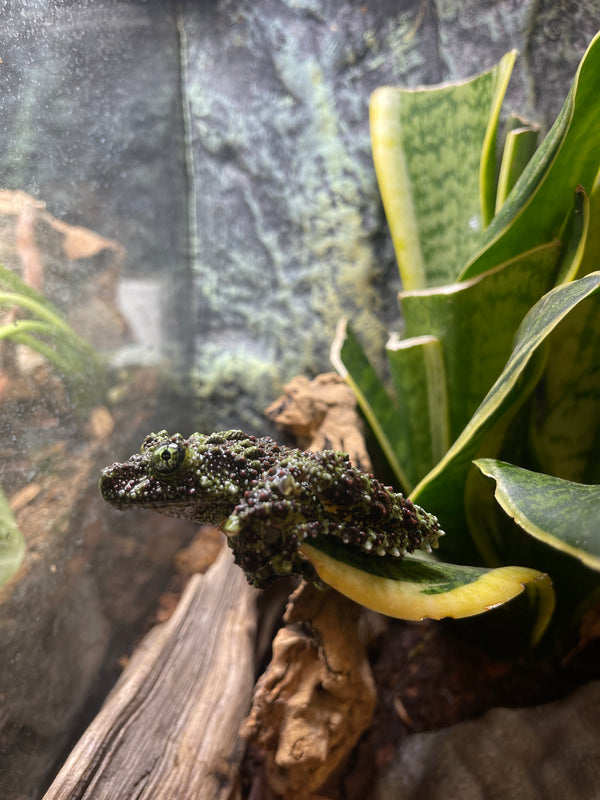 Vietnamese Mossy Frog