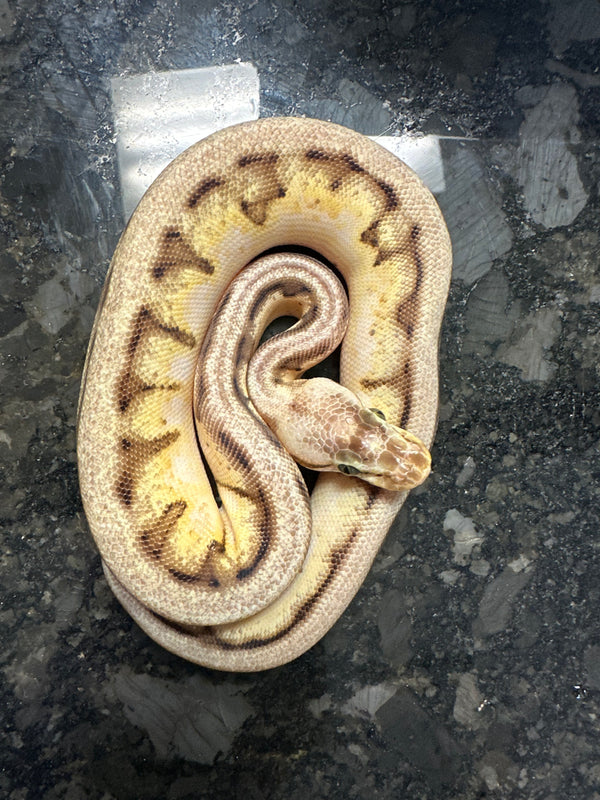 Male Bumblebee Genetic Stripe Ball Python