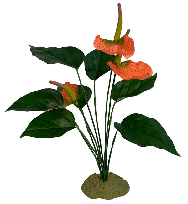 Komodo Anthurium Bush w/ Gravel