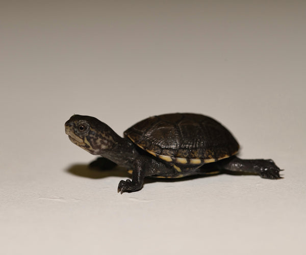 Red Cheeked Mud Turtle