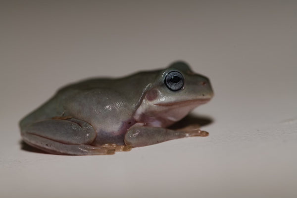 Blue Eyed White's Tree Frogs