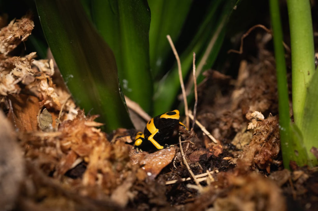 Bumblebee Dart Frogs Cold Blooded Kingdom