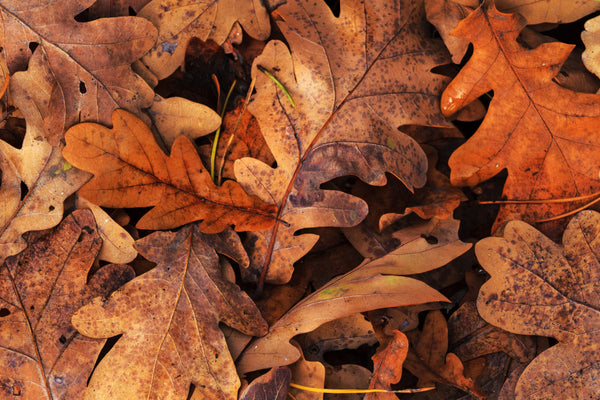 CBK Oak Leaf Litter